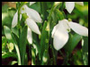 Snowdrop For Hope! - Floral Wishes ecards - Flowers Greeting Cards