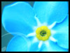 Forget-me-not! - Floral Wishes ecards - Flowers Greeting Cards