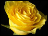 Yellow Rose For Friendship! - Floral Wishes ecards - Flowers Greeting Cards