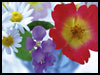 Flowers For Your Friend! - For A Friend ecards - Flowers Greeting Cards