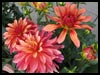 Aster For Love! - Floral Wishes ecards - Flowers Greeting Cards