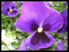 Love You Pansy! - Floral Wishes ecards - Flowers Greeting Cards