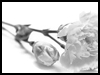 Good Luck Carnation! - Floral Wishes ecards - Flowers Greeting Cards