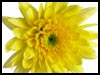 Chrysanthemum Friendship! - Floral Wishes ecards - Flowers Greeting Cards