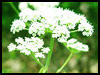 Angelican Inspiration! - Floral Wishes ecards - Flowers Greeting Cards