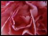 Thanks Flower Card. - Thank You ecards - Flowers Greeting Cards Thanks Flower Card. - Thank You ecards - Flowers Greeting Cards