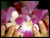 I Am Thinking of You... - Thank You ecards - Flowers Greeting Cards I Am Thinking of You... - Thank You ecards - Flowers Greeting Cards