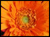 Being You! - Thank You ecards - Flowers Greeting Cards Being You! - Thank You ecards - Flowers Greeting Cards